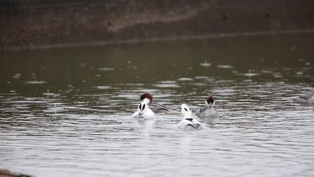 Smew (Mergus albellus) in Japan