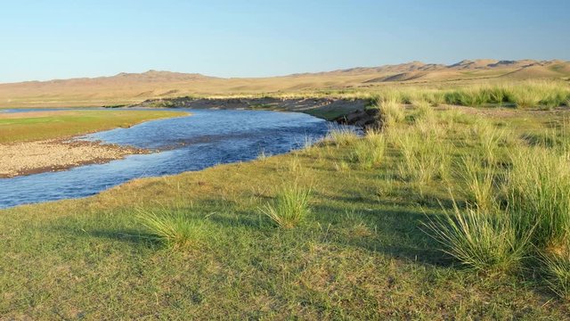 Mongolian grassland with Achnatherum splendens in south-west Mongolia on bank of river Dzabhan-gol