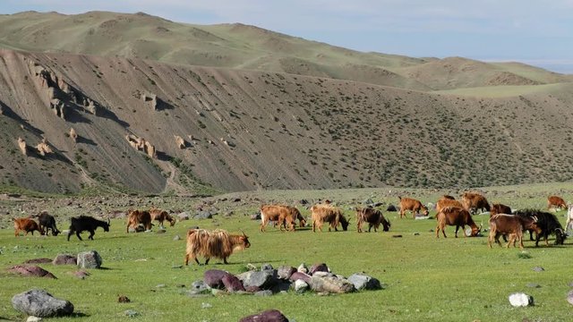 Goats graze on steppe pasture in natural mountain boundary Tsagduult, western Mongolia