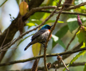 Double-collared Sunbird in Rwanda garden