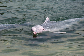 very rare pink dolphin 