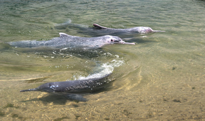 Obraz premium very rare pink dolphins 