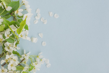 White spring flowers on a light blue background