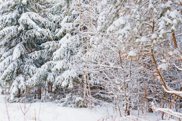 Winter forest with snow