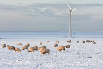Dutch winter landscape with wind turbine and sheep in snow covered meadow searching for grass