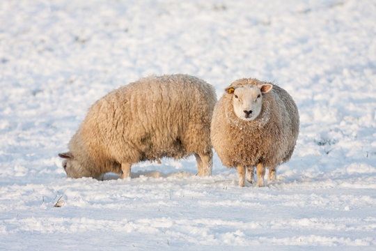 Dutch winter landscape with sheep in snow covered meadow searching for grass