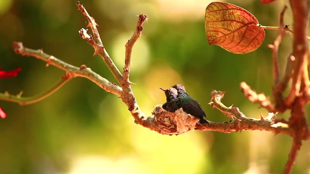 Two baby hummingbirds squirm around in a small nest