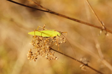 Grasshopper