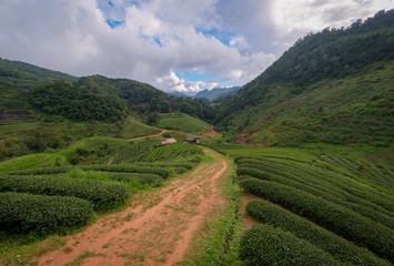 Fototapeta na wymiar Beautiful blue sky over the green tea plantation.