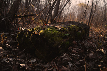  The old log