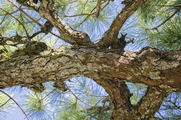 Branches of pine trees with cones against blue sky in September in Japanese park in Kyoto, Japan