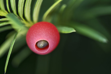 Niby-jagody cisu z czerwoną osn&oacute;wką (taxus baccata)