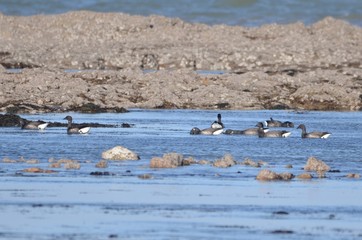 Bernaches cravants à ventre sombre (Branta bernicla bernicla)