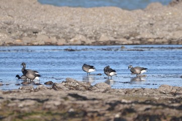 Bernaches cravants à ventre sombre (Branta bernicla bernicla)