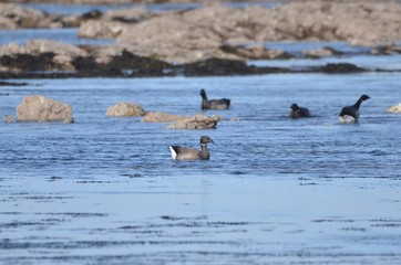 Bernaches cravants à ventre sombre (Branta bernicla bernicla)