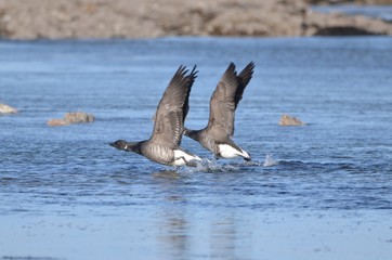 Envole de bernaches cravants à ventre sombre (Branta bernicla bernicla) 