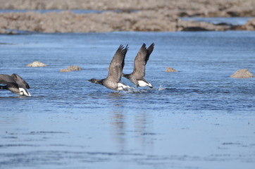 Envole de bernaches cravants à ventre sombre (Branta bernicla bernicla) 