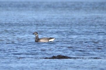 Bernaches cravants à ventre sombre (Branta bernicla bernicla)