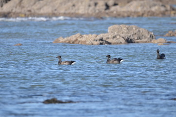Bernaches cravants à ventre sombre (Branta bernicla bernicla)