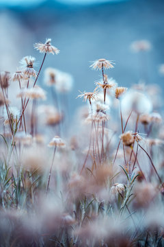 dry wild meadow plants flowers. Nature outdoor photo with cold blue mystery colours