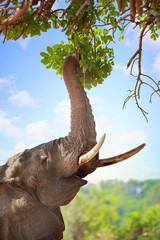 Obraz premium African Elephant with it's trunk stretced and curled around green vibrant leaves of a mango tree. with a nice blue cloudy sky South Luangwa National Park, Zambia, Southern Africa