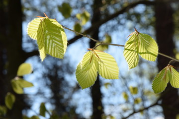 Buchenblätter im Frühling