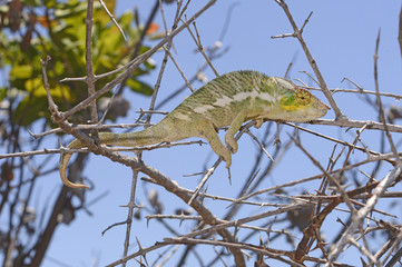 Pantherchamäleon (Furcifer pardalis) - Panther chameleon / Insel Nosy Faly / Madagaskar  © bennytrapp