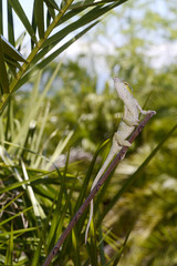 Pantherchamäleon (Furcifer pardalis) - Panther chameleon / Insel Nosy Faly / Madagaskar  © bennytrapp