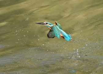 カワセミの水浴び
