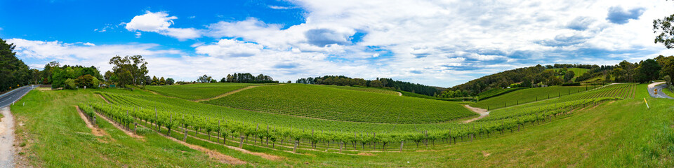 Fototapeta na wymiar Long panorama of vineyard with green grape vines on a hills