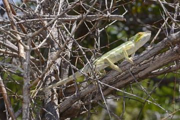 Pantherchamäleon (Furcifer pardalis) - Panther chameleon / Insel Nosy Faly / Madagaskar  © bennytrapp