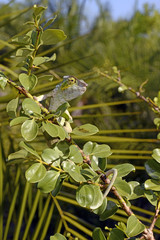 Pantherchamäleon (Furcifer pardalis) - Panther chameleon / Insel Nosy Faly / Madagaskar  © bennytrapp