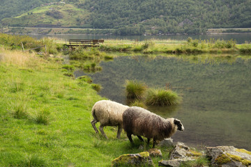 Landscape with sheep in a meadow near the lake, Flom, Norway.