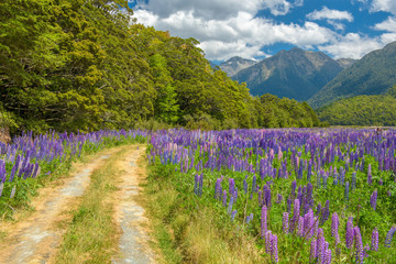 Fototapeta premium Russle Lupines at milfordsound