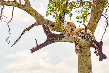 Fototapeta na wymiar Leopard lying on a branch with two paws hanging in the savannah of Maasai Mara Park in North West Kenya