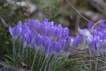 blue crocuses grow in spring as one of the first flowers