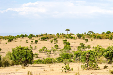 Fototapeta na wymiar View of the savannah in Maasai Mara Park Kenya
