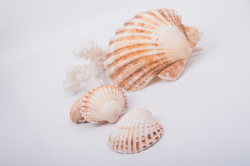 Fototapeta na wymiar A shell collection on a white wood box