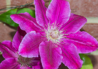 Clematis Couple