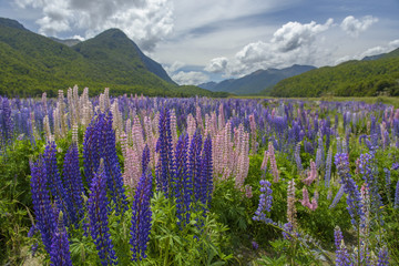 Lupine at milford sound, New Zealand