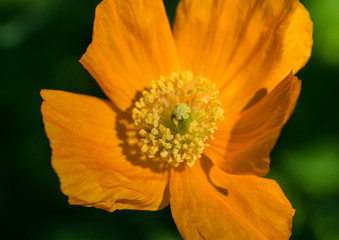 Welsh Poppy