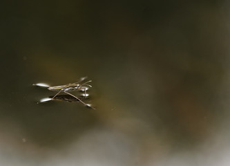 Pond Skater on the surface of a pond, West Sussex, England, UK.