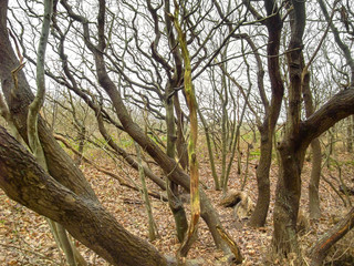 coastal forest scenery