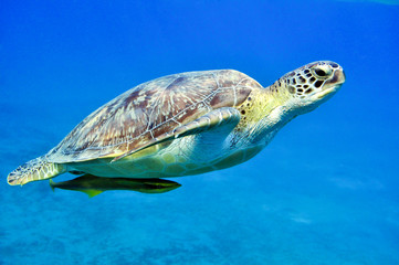 Obraz premium Chelonia mydas and Echeneis naucrates (Зеленая черепаха и Обыкновенный прилипало)