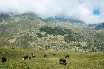 Fototapeta na wymiar herd of calves put on pasture