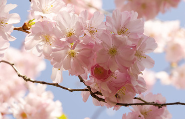 Japanische Kirschblüten, Glückwunsch, Lebensfreude, alles Liebe: Verträumte zarte Kirschblüten vor blauem Frühlingshimmel :) 