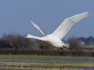 Fototapeta na wymiar Mute swan, Cygnus olor