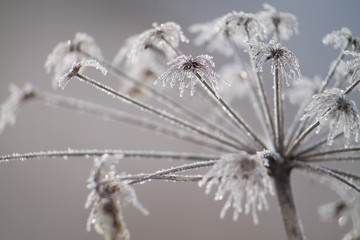 frozen plants macro in winter covered with frost
