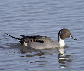 Northen pintail, Anas acuta