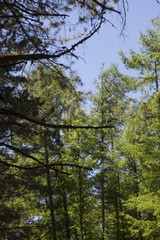 Trees of the Aspromonte mountains